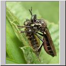 Dioctria atricapilla - Raubfliege w03.jpg